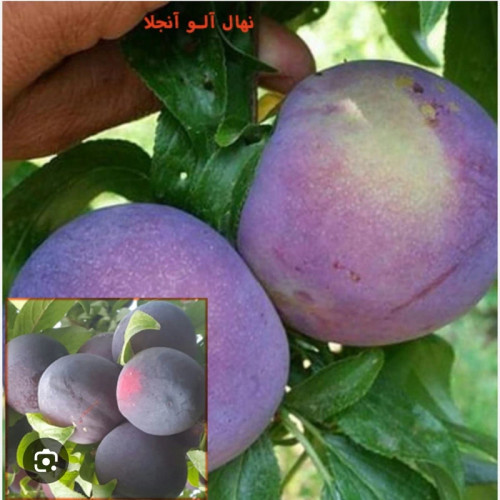 نهال آلو آنجلا