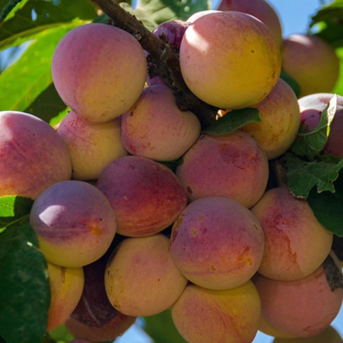 نهال گوجه سبز