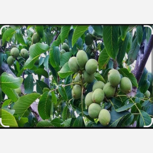 نهال گردو فرنور پیوندی