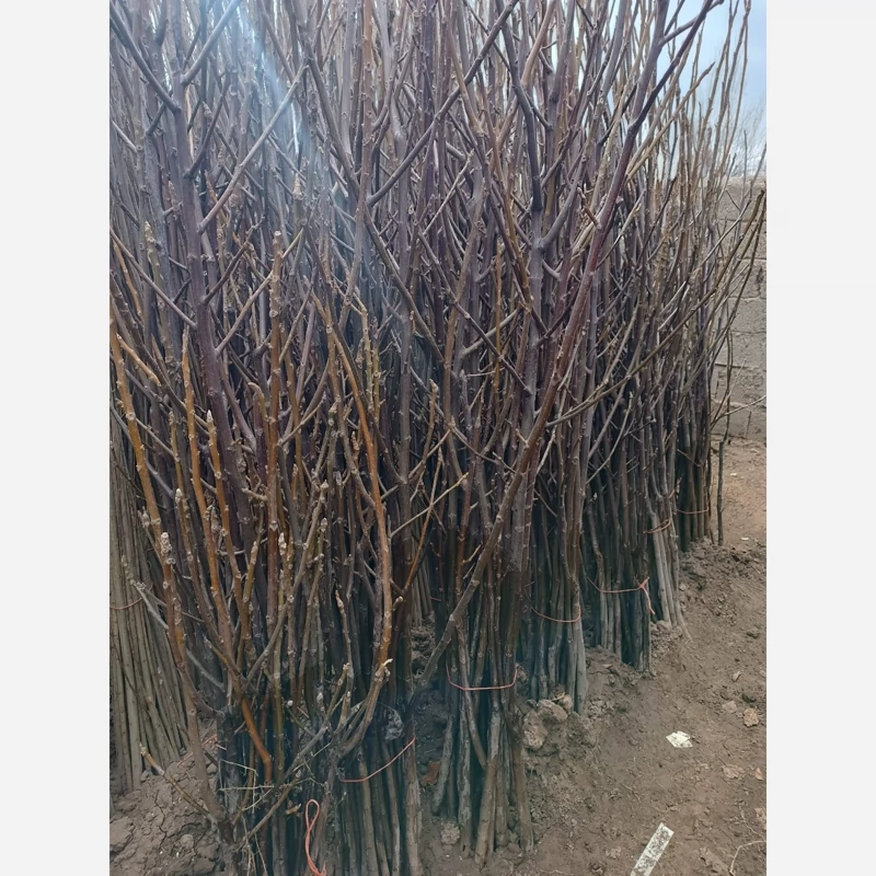 نهال گردو آلتای ترکیه