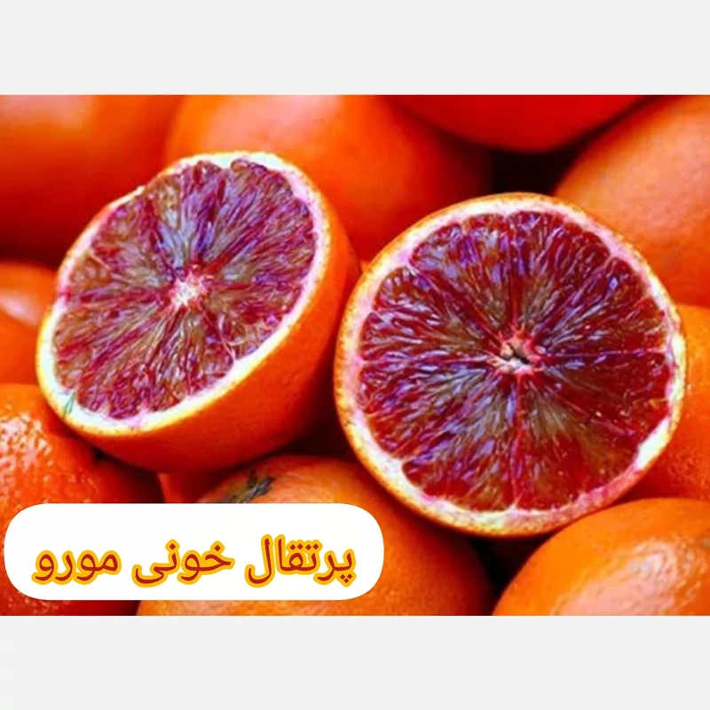نهال پرتقال خونی مورو(تامسون خونی)