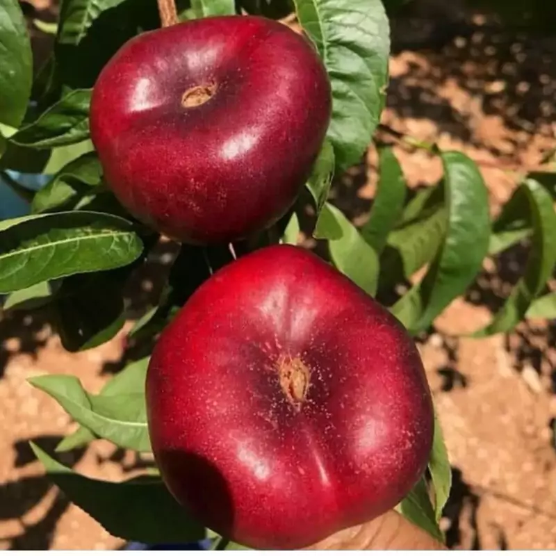 نهال شلیل انجیری