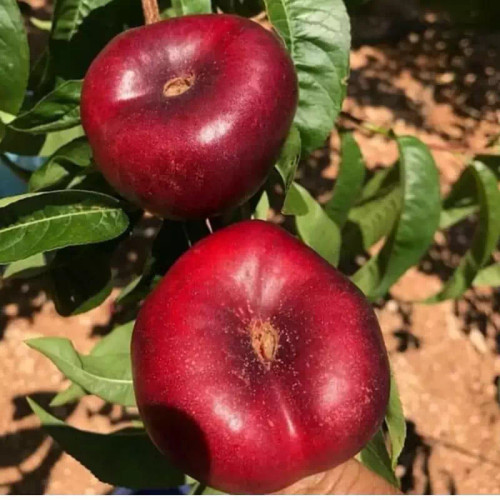 نهال شلیل انجیری