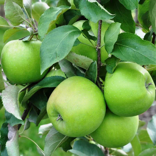 نهال سیب سبز