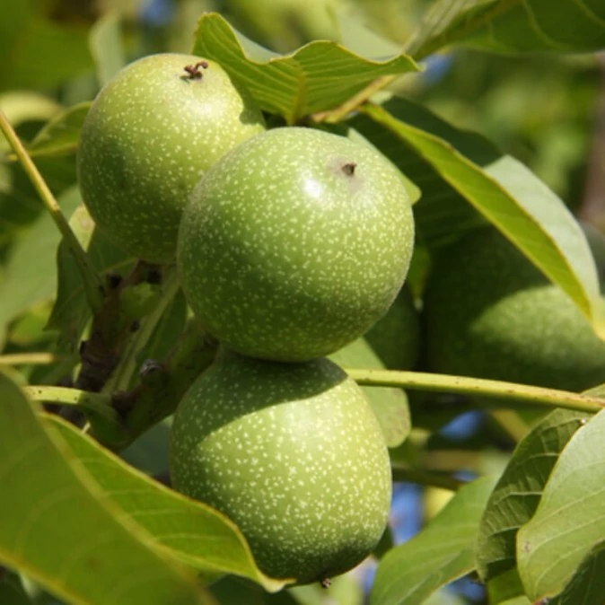 نهال گردو فرنور دیرگل