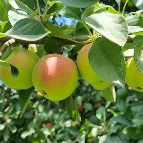 نهال سیب گلاب تابستانی