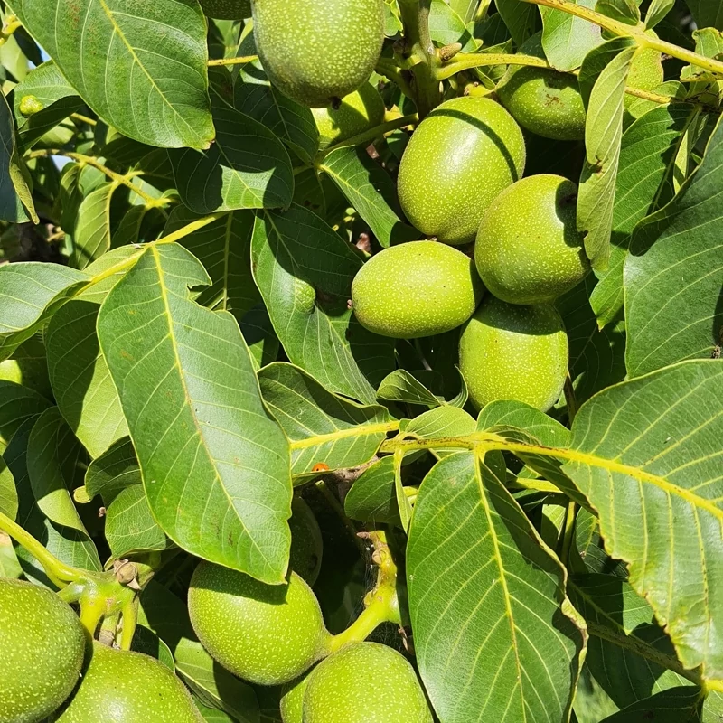 نهال گردو چندلر