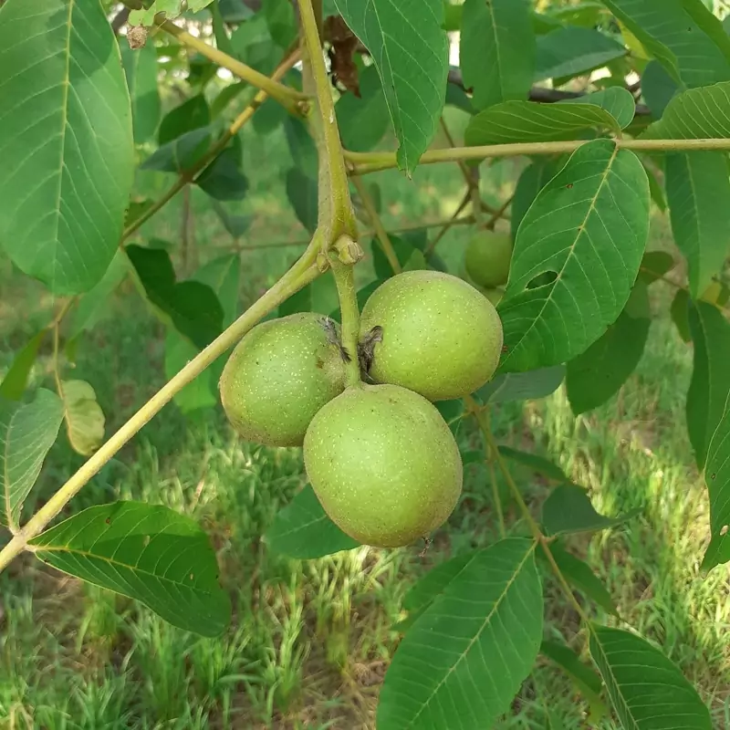 نهال گردو خوشه ای
