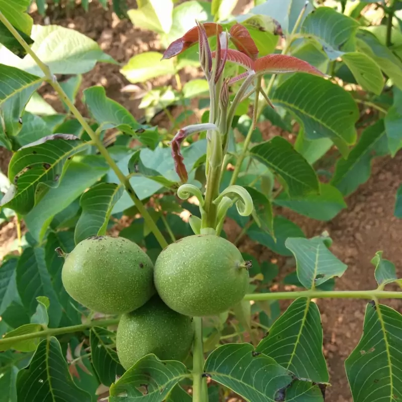 نهال گردو فرنور پیوندی