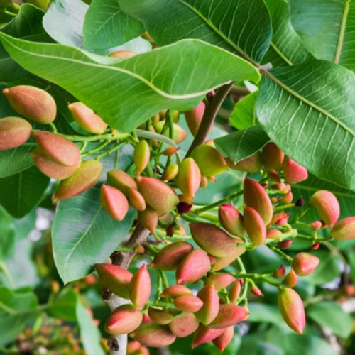 نهال پسته بذری دو ساله