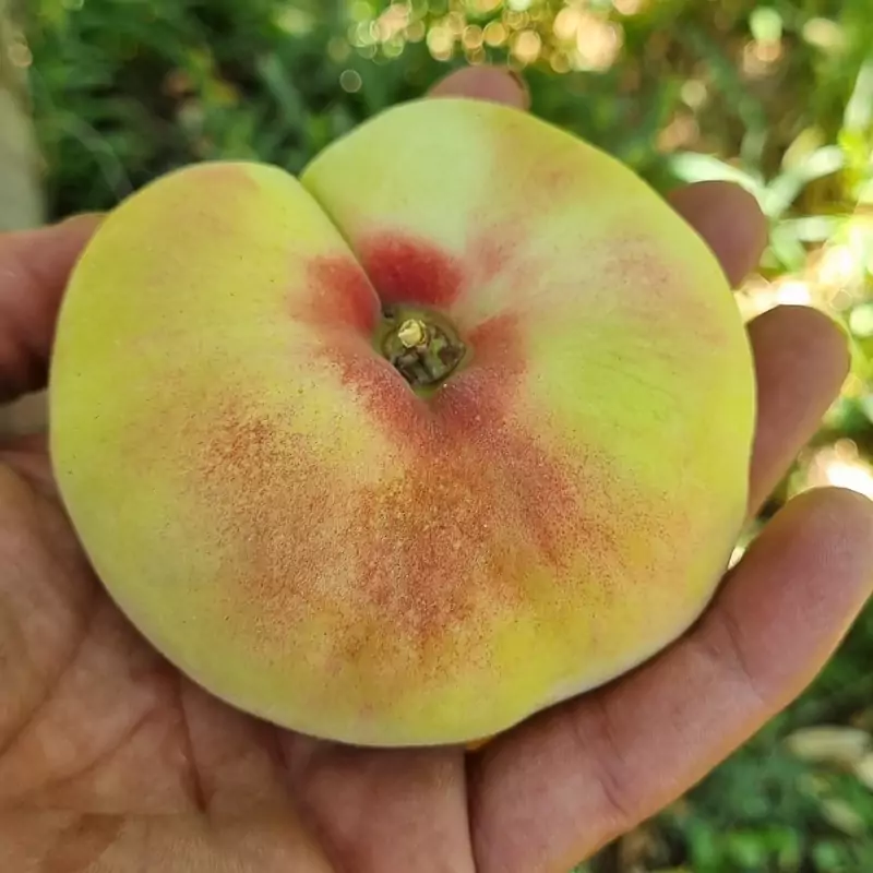 نهال هلو انجیری مالکی