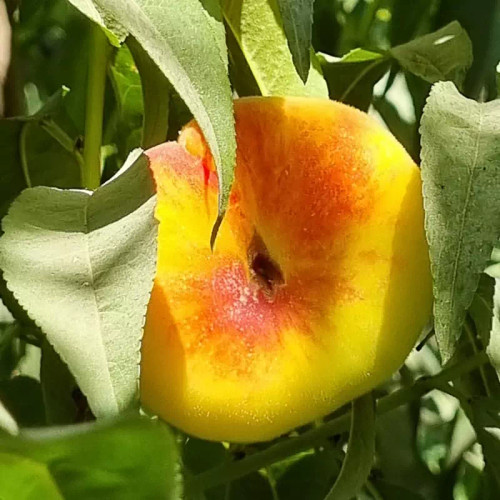 نهال هلو انجیری زعفرانی
