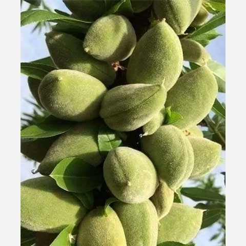 نهال بادام تونو