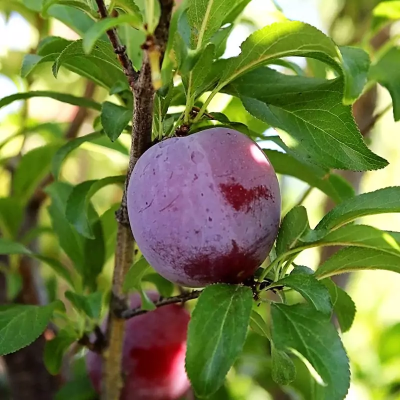 نهال آلو سانتریزه