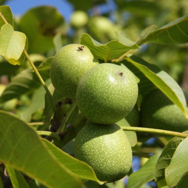 نهال گردو محلی