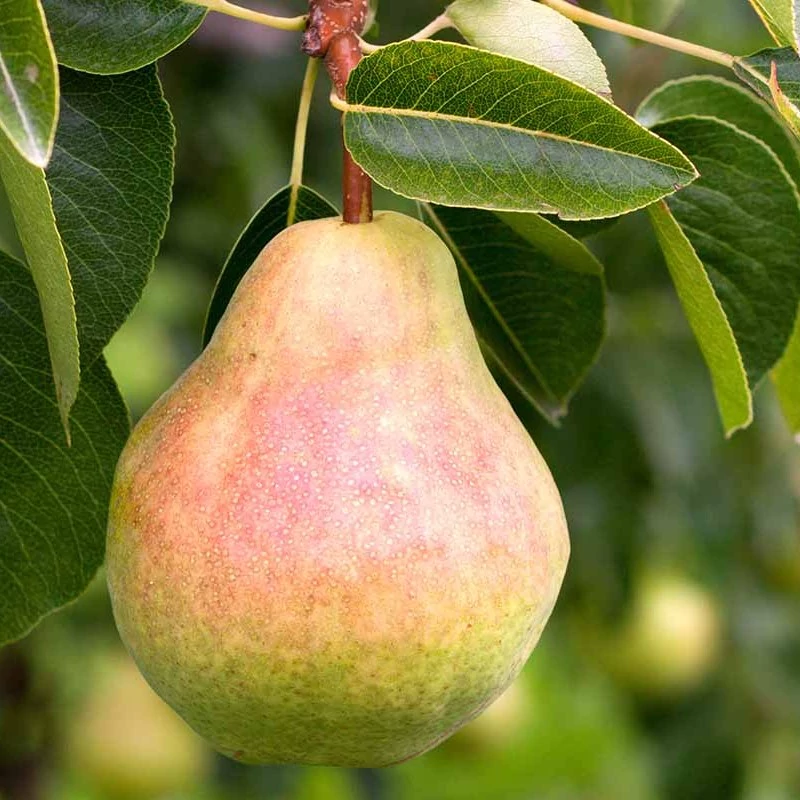 نهال گلابی درگزی دیررس