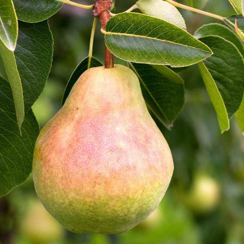 نهال گلابی درگزی دیررس