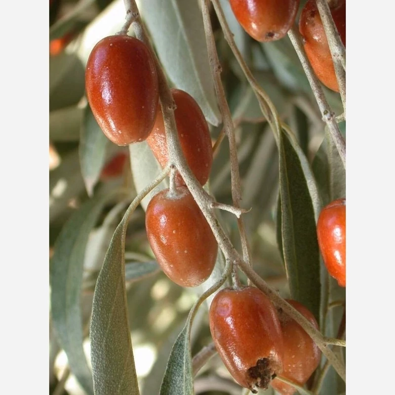 نهال سنجد حاج حسینی