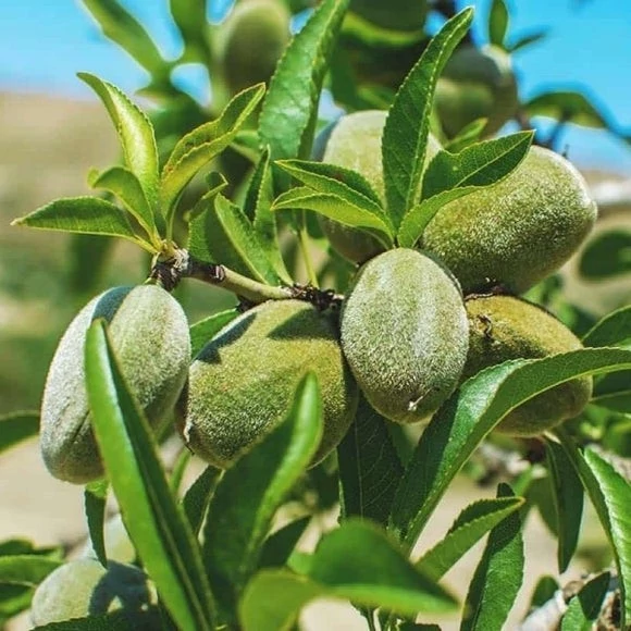 نهال بادام فرانیس  دیرگل