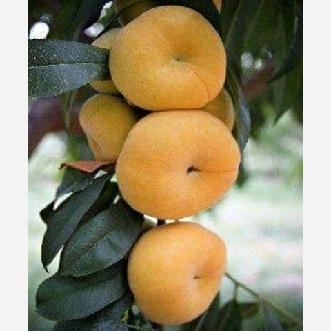 نهال هلو انجیری عسلی