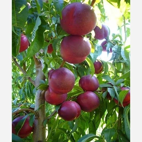 نهال شلیل ردگل