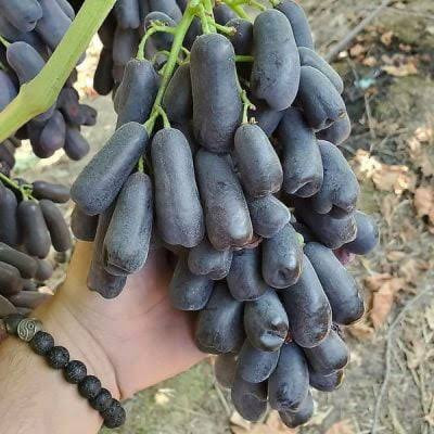 نهال انگور موندراپ اصل (Moon Drop) پربازده و دیررس با ضمانت سلامت