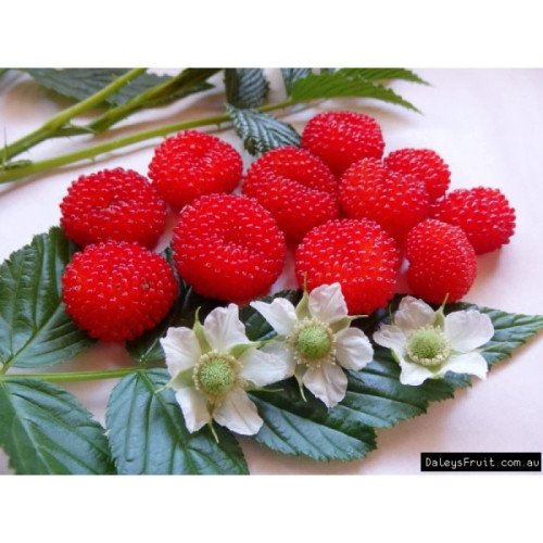 نهال رزبری ژله ای استرالیایی