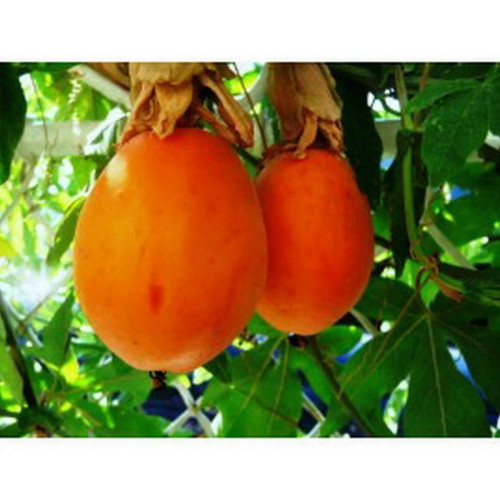 نهال پشن فروت سرئولا سردسیر