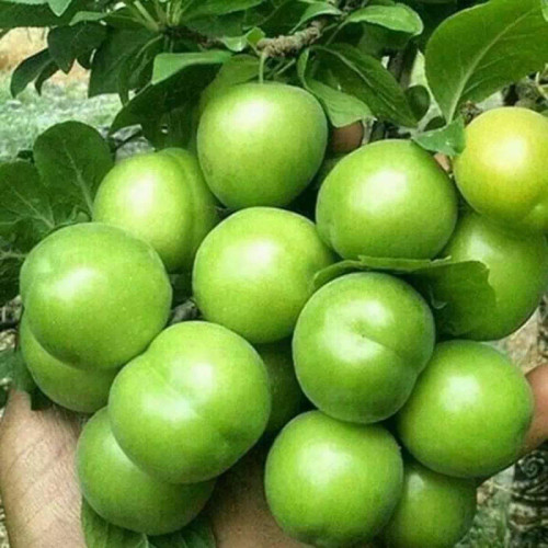 نهال آلوچه درشت شمال گیلان
