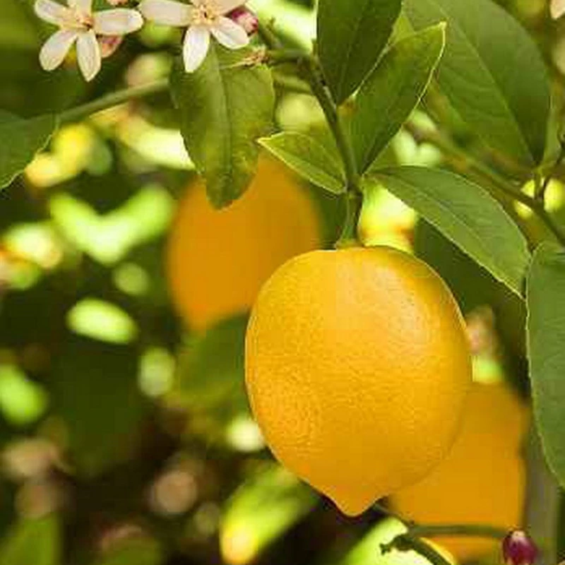 نهال لیمو شیرین
