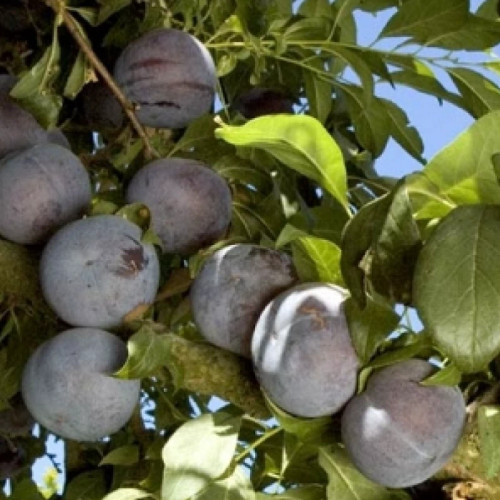 نهال آلو خاکی تو سرخ