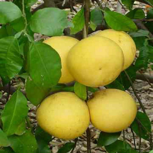 نهال میوه دارابی