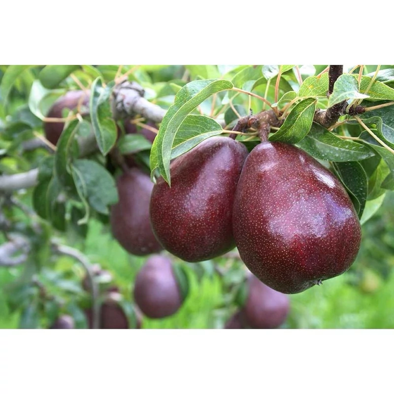 نهال گلابی قرمز