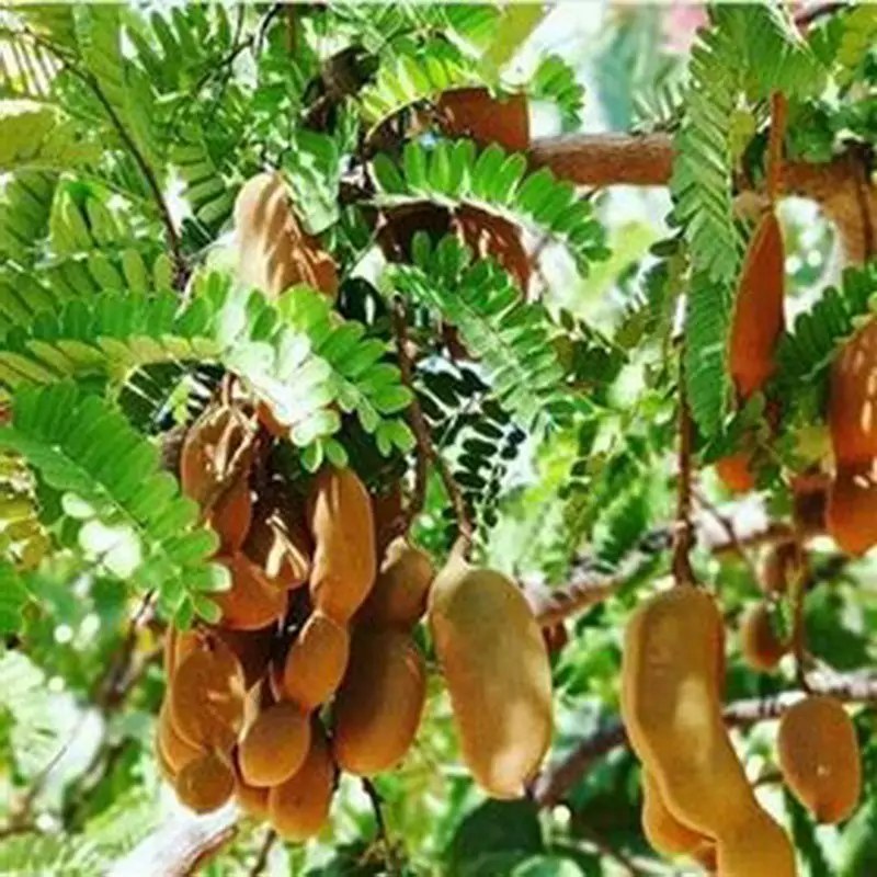 نهال تمر غول آسا ی شیرین ویتنامی