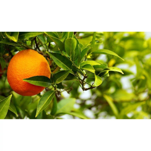 نهال پرتقال عربیک شیرین آبدار