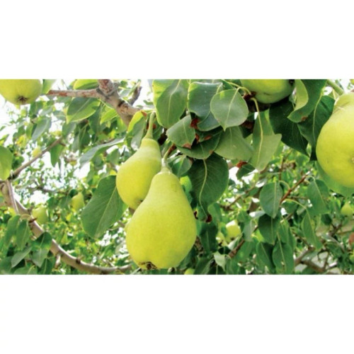نهال گلابی پاکوتاه درگزی