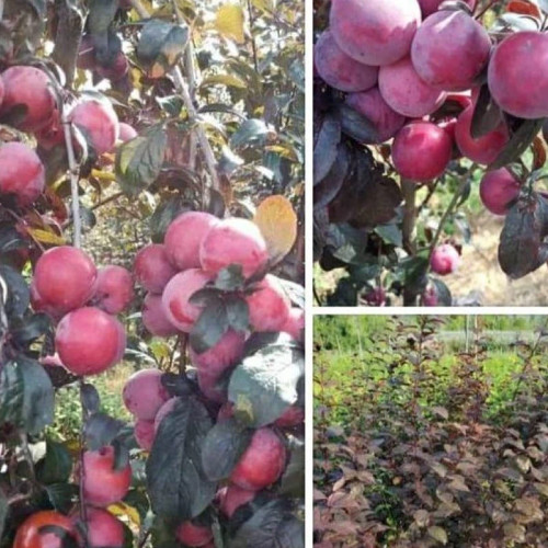 نهال آلو اختری
