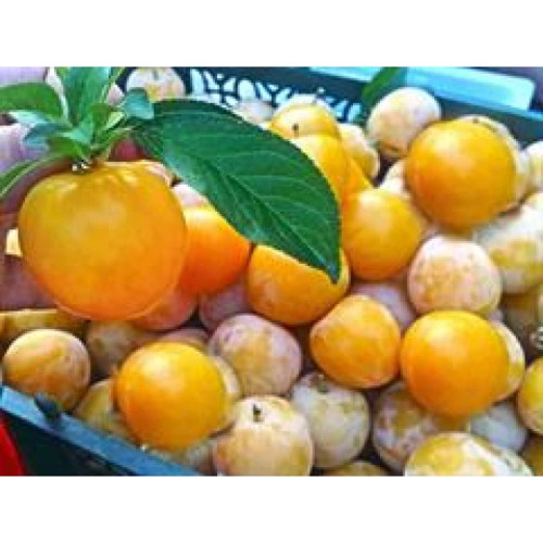 نهال آلو زرد.قطره طلا