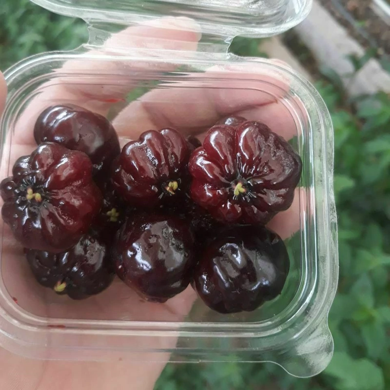 نهال گیلاس سورینام سیاه