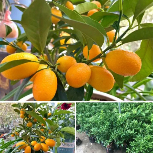 نهال کامکوات پیوندی
