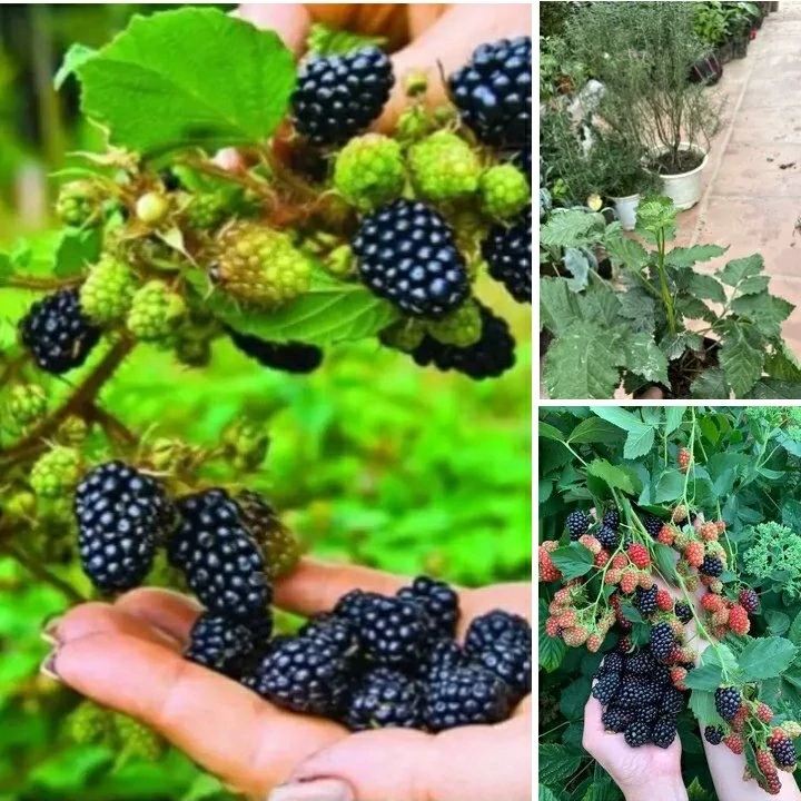 نهال تمشک خوشه ای