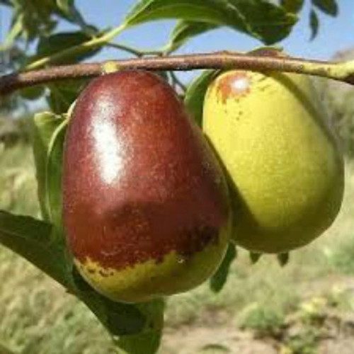 نهال عناب گلابی اوکراینی