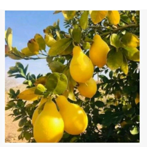 نهال لیمو ترش گلابی