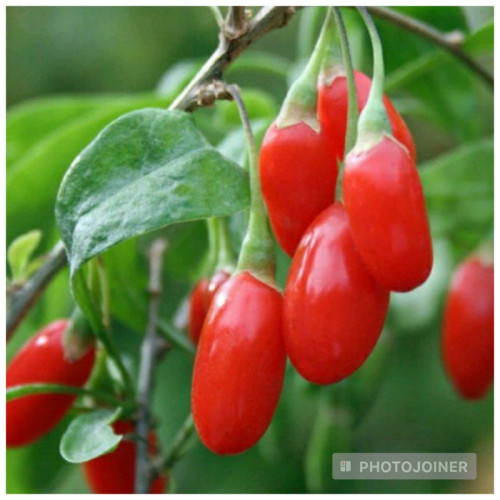 نهال گوجی بری قرمز