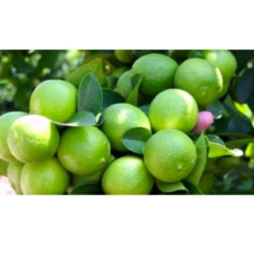 نهال لیمو خوشه ای
