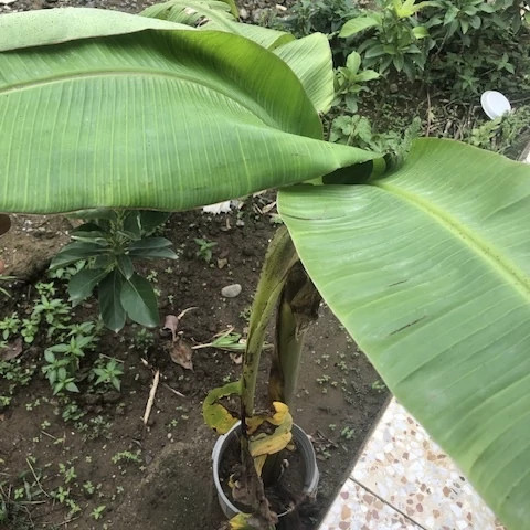 موز سردسیر کاردابا