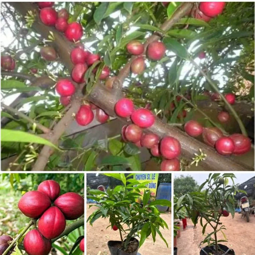 نهال شلیل کیوتو(ریشه پرس)