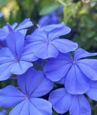 نهال یاس آبی
