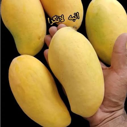 نهال انبه لانگرا
