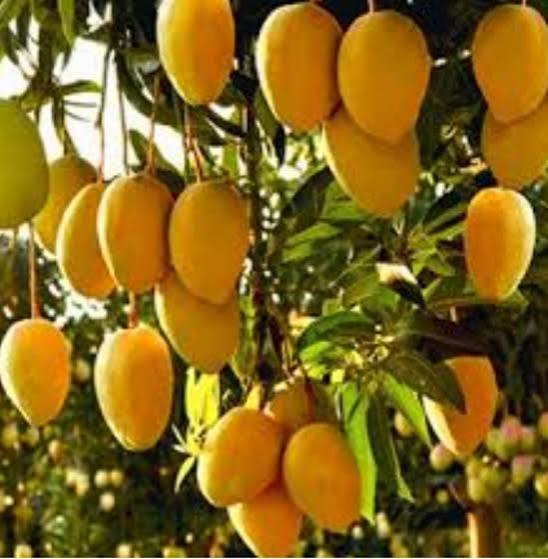 نهال انبه پاکستانی